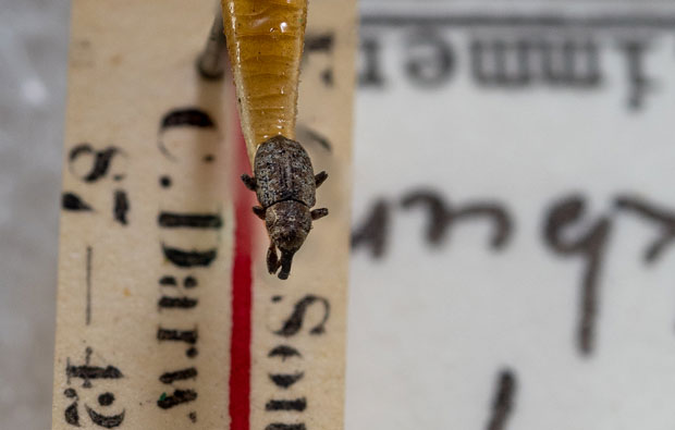 A small bug on a piece of paper labelled C. Darwin