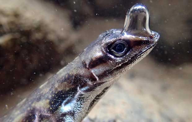 Lizard underwater with a bubble on its head