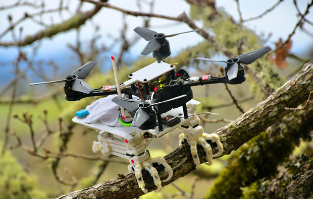 Photo of a drone in a tree, holding onto a branch with claws.