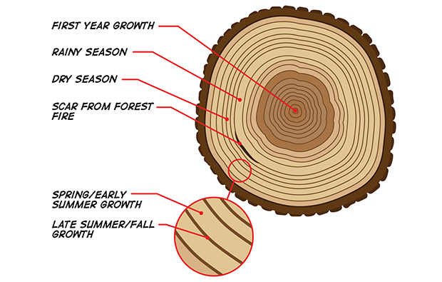 Diagram showing cross section of tree including first year growth, rainy season, dry season, scar from forest fire; spring/early summer growth, late summer/fall growth