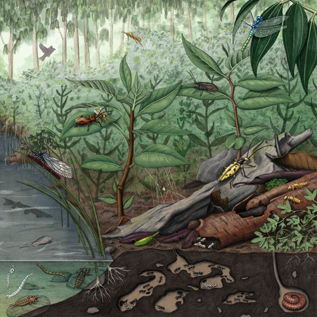 Rainforest illustration