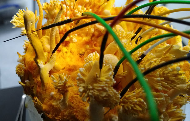 A lumpy yellow fungus with many wires poking into it.