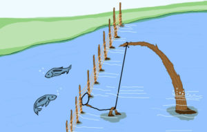 Illustration of a fish trap with netting across the river.