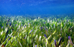 Underwater picture of seagrass
