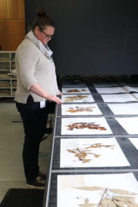 Person looking at pages of pressed plant specimen