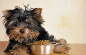 Cute Silkie Terrier dog next to a bowl of dog food.