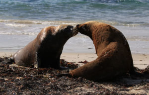 Two sea lions touching noses on a beach.