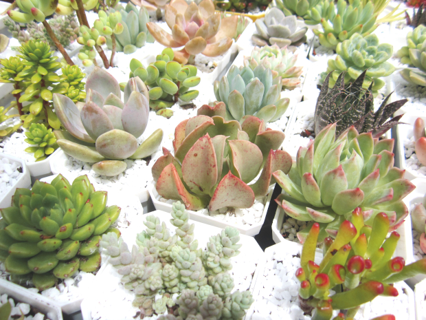 A variety of succulents in pots with white gravel