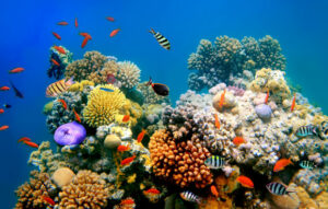 Tropical fish swimming amongst colourful coral.
