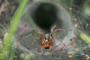 Funnelweb spider sitting in its funnel shaped web