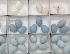 Nine tissue lined boxes each containing three or four small pale blue or white eggs.