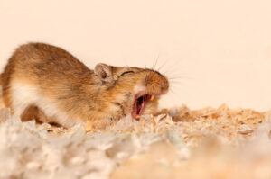 Small brown mouse yawning.